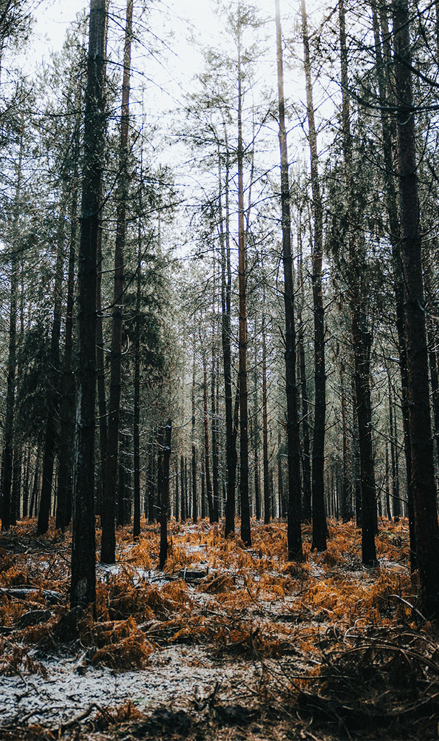 Woodland Portrait Photo